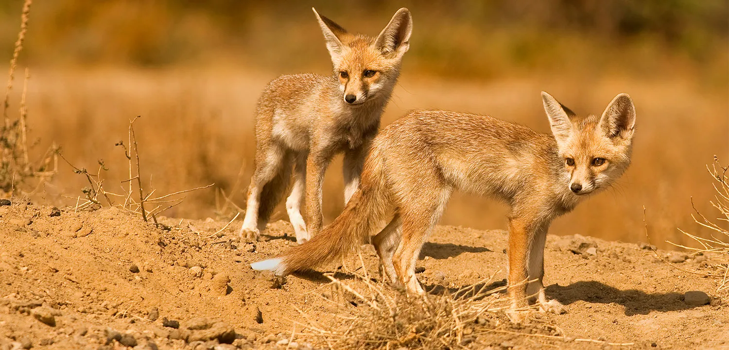 Kutch Desert Sanctuary