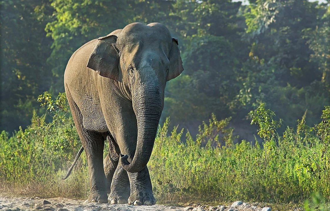 Mahananda Wildlife Sanctuary